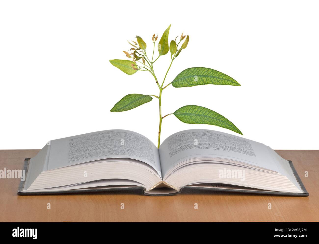 Arbre qui pousse à partir de livre ouvert Banque D'Images