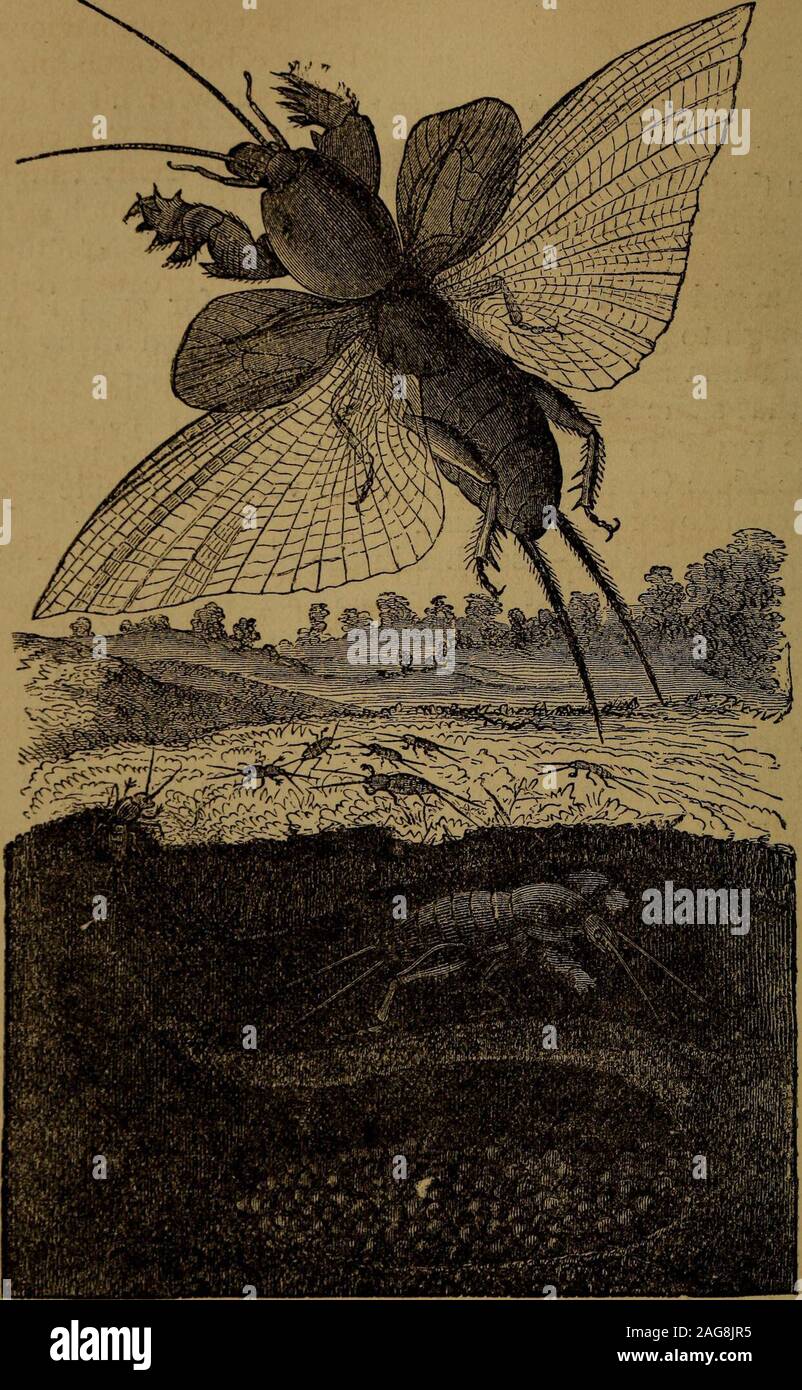 . Peu de gens dans les plumes et de la fourrure, et d'autres dans l'un ni l'autre. bien aimé qu'ils sont gardés dans des cages. Je ne suppose que vous jamais entendu dire que ces drôles de petits blackfellows, appartiennent à la même famille que les sauterelles et les criquets,et qu'ils ont quatre ailes. Et plus que cela, ils havefive les yeux jaune vif, deux grandes et trois petites. Je pense qu'être itmust qu'ils peuvent voir trop bien, pour qu'ils n'aiment pas la lumière et l'Atall, exécutez toujours à leurs trous si l'on est amené dans la chambre. Ils sont très friands de l'eau, et mangent même humide jusqu'clothesif ont la chance. Parfois, ils semblent s'ti Banque D'Images