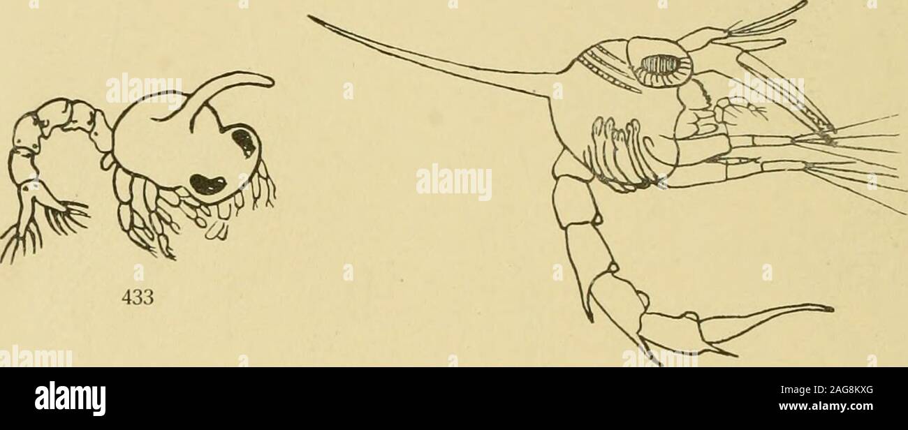 . Decapoden. irus Leach. Inadius longirostris (Fabricius)  = Leptopodia fenuirostris Leach  = = Macropodia longirostris (Fabricius)  = Stenorhynclms longirostris (Fabricius)  = S. tenuirostrls (Leach)  = ? Macropus longirostris Latreille. Inadius lyratus (Dana)  = Hyas lyratus Dana (siehe : Inachus coardatus). - Pacifique. VI 532 Williamson. Inadius rostratus (L)  = Cancer rostratus L.  = Macropodia rostrafa (L.)  = Stenorhynchusphalangium (Pennant)  = Cancer phalangium Pennant  = Inaclmsplialangium Macropns (Pennant)  = phalanghnn (Pennant)  =Macropodia phalangium (Pennant)  = Stenorhynrlms inermis Heller = S. r Banque D'Images