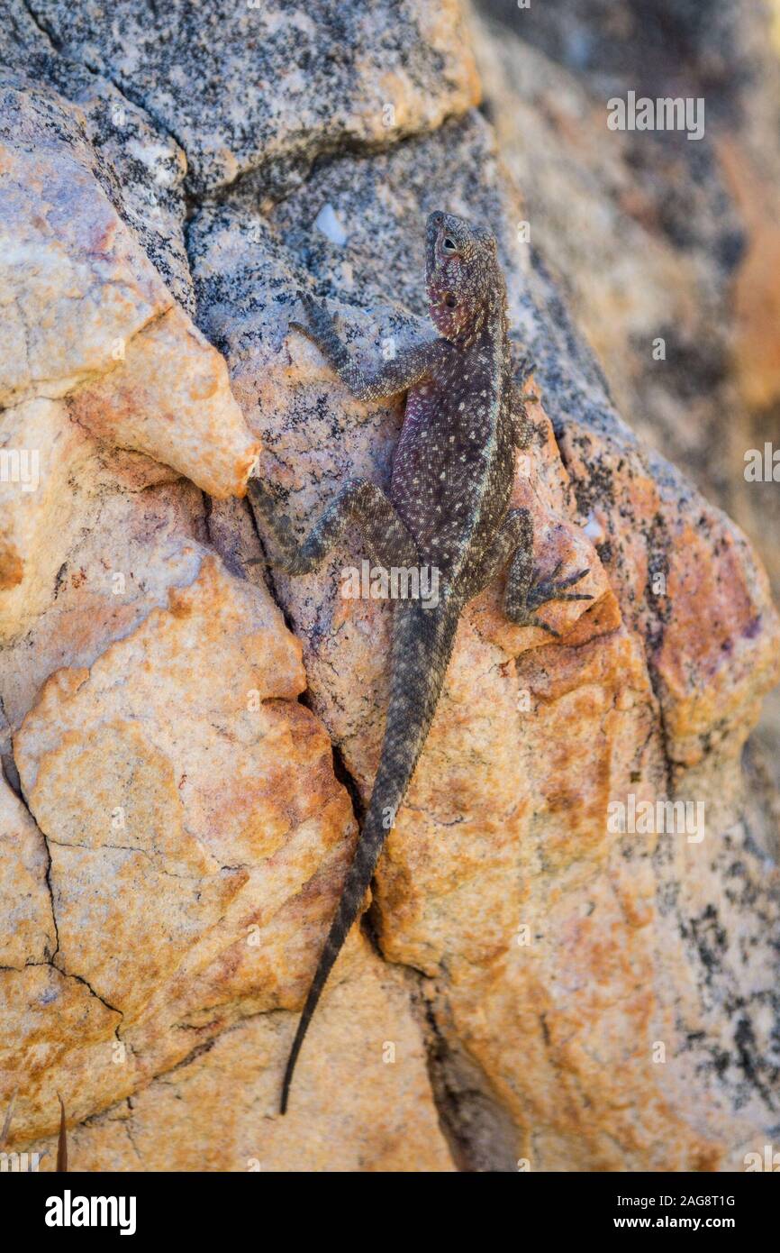 Lézard noir avec une bande blanche sur le dos, repéré en Afrique du Sud, Cederberg Banque D'Images