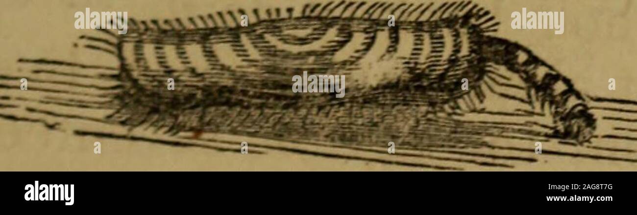 Peu De Gens Dans Les Plumes Et De La Fourrure Et D Autres Dans L Un Ni L Autre Omes Le Bebe Il N Est Pas Un Buff Voler Comme Sa Maman Mais Un Ver Peu De Gens Dans Les Plumes Et De La Fourrure Et D Autres Dans L Un Ni L Autre Omes Le Bebe Il N Est Pas Un Buff Voler Comme Sa Maman Mais Un Ver