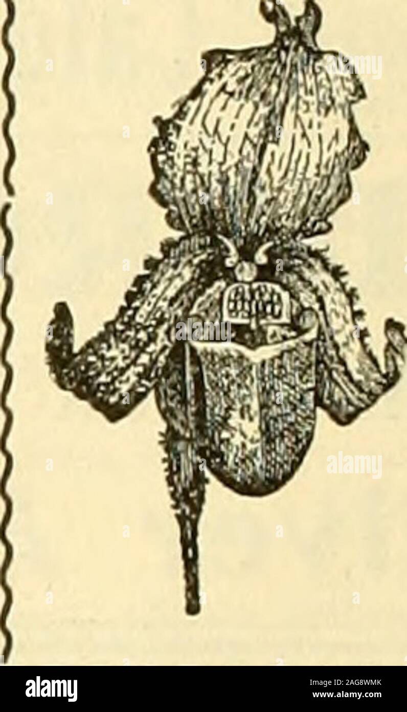 . La fleuriste américain : un journal hebdomadaire pour le commerce. Fournitures fleuristes. Nous pouvons et allons prendre soin de yourwants. Catalogue gratuit. E. F. WINTERSON CO. 45-47-49 Wabash Ave, Chicago. Qui^poweiy^^ ale arH Chicago, Tan. 9. Roses, la beauté, l'utilisation des familles provient 6 00 30-in. 40024• ?. 3 00 12-in.  ? 100 400 Liberty Chatenay@1000 ? Mariée. 400 demoiselle d@1000 • ? Golden Gate 400@ 800 Killarney. Richmond 400@10 00 e.xtra 12 rouge fantaisie OOe25 00 Œillets 200® 300 plaqués 300@ 6 00 lis de la vallée 200@ 500 yas bovins....par douz.. 600 $@"7 50Harrisii lis, par douz.. 250 $@$3 (0.prune asperges Banque D'Images