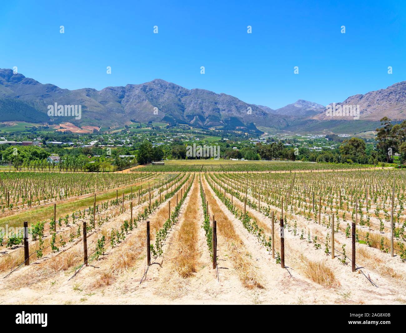 De plus en plus petite vigne en rangées et mènent vers les montagnes lointaines près de Franschhoek Banque D'Images