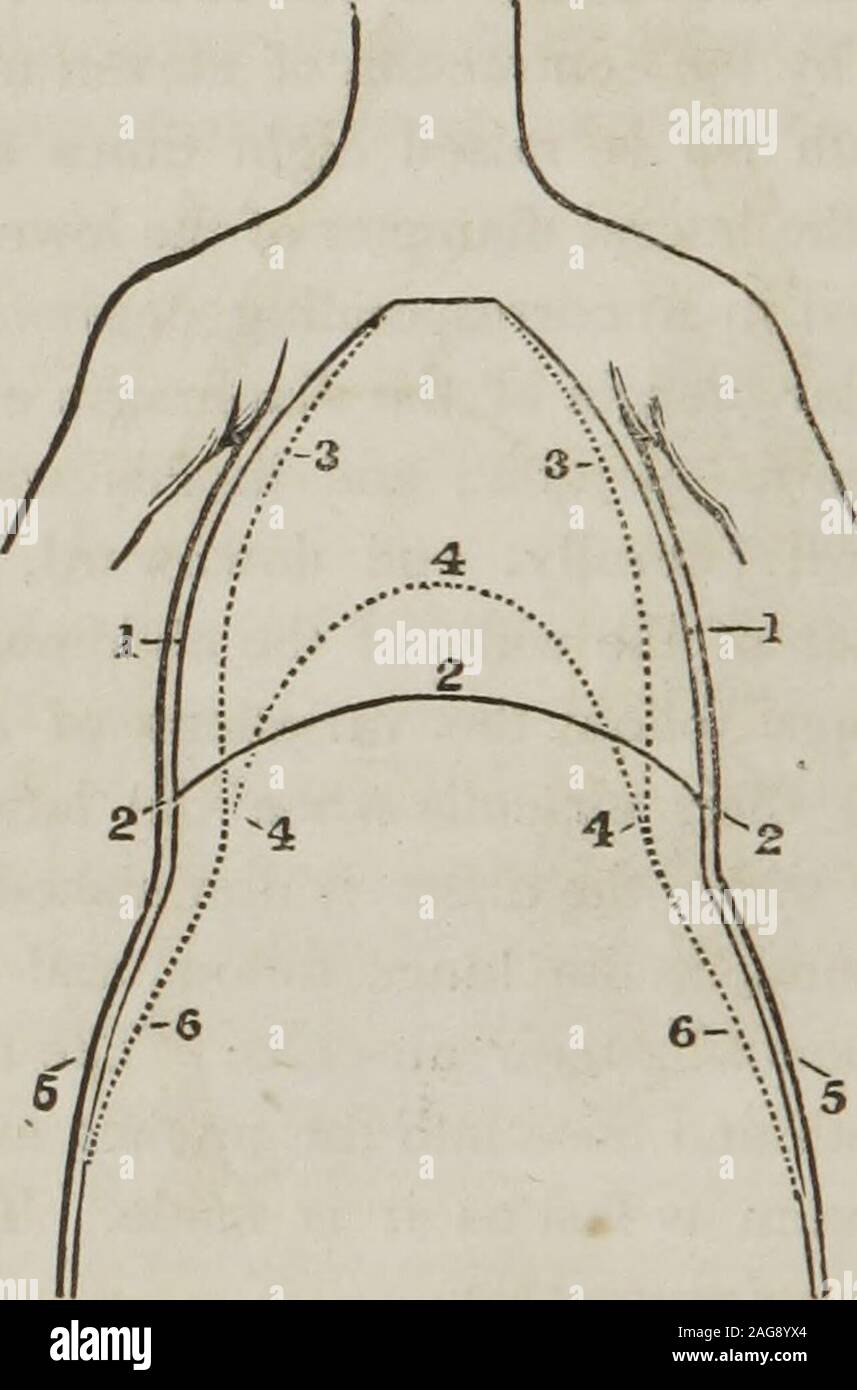 . Un traité sur l'anatomie, la physiologie et l'hygiène : conçu pour les établissements, les académies, et les familles. pansion de la poitrine, les muscles thatelevated les côtes se détendre, avec le diaphragme. Theelasticity des cartilages des côtes appuie sur eux,et la cavité de la poitrine est diminué, assisté par theexpulsion d'une partie de l'air des poumons. Au même moment, les muscles qui forment l'avant murs de la 478. Décrire l'action de la muscles intercostaux sur les côtes. 479. Comment fonctionne l'élévation de la 10è côte comparez avec la deuxième ?Quel effet a cette altitude sur la lat Banque D'Images