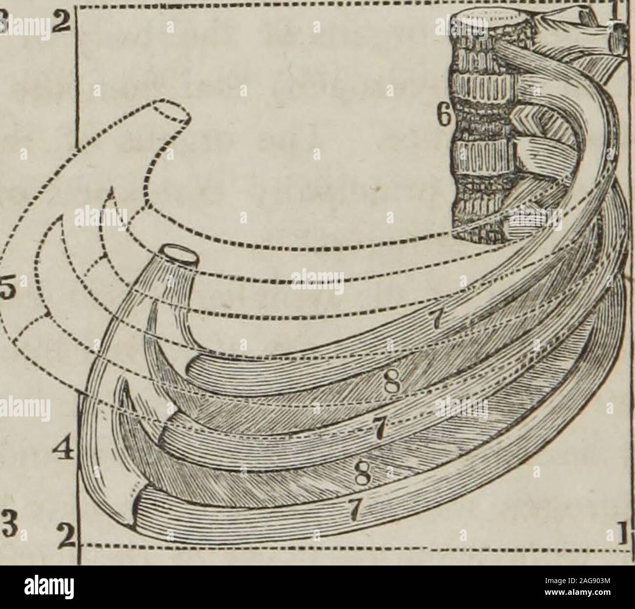 . Un traité sur l'anatomie, la physiologie et l'hygiène : conçu pour les établissements, les académies, et les familles. Côtes. En 47o-494. Donner à la physiologie des organes respiratoires. 475. Ce isrespiration ? Quel est l'objet principal de la respiration ? 476. Comment sont les atomes de matière inutile véhiculée dans les veines de la circu-lation systémique ? Comment peuvent les principales substances élémentaires être séparé du sang ? 477. Comment peut une inspiration ordinaire s'accomplir ? 19218 L'anatomie, la physiologie, et de l'hygiène. plein d'inspiration, le diaphragme n'est pas seulement plus déprimés, mais les côtes sont évidemment élevés. À produ Banque D'Images