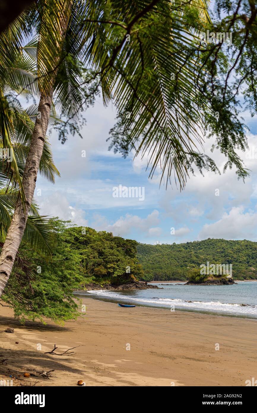 Photo verticale des arbres d'Attalea speciosa qui poussent à la plage de Santa Catalina, au Panama Banque D'Images