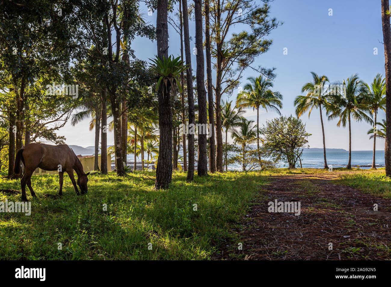 Magnifique paysage d'un cheval mangeant son déjeuner quotidien à la plage de Santa Catalina, Panama Banque D'Images