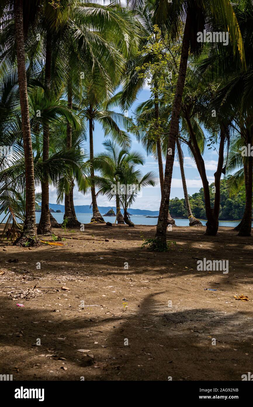 Photo verticale des arbres d'Attalea speciosa qui poussent à la plage de Santa Catalina, au Panama Banque D'Images