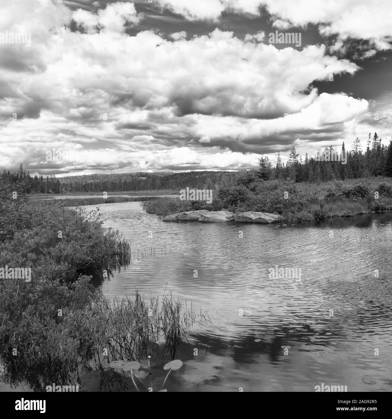 Le parc Algonquin Canada Ontario Wetland area Banque D'Images