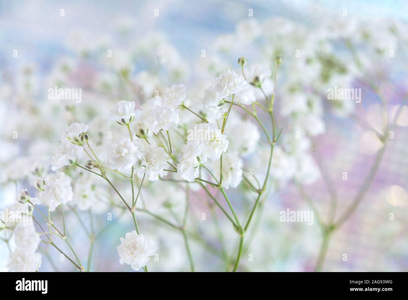 Arrière-plan de fête avec des fleurs de gypsophile sur toile effet prismatique Banque D'Images