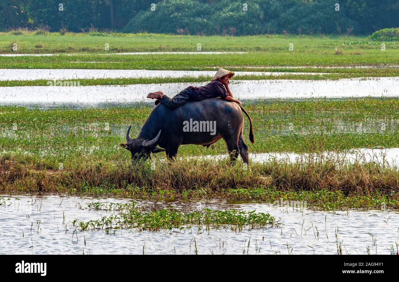 un agriculteur local qui prend du temps tout en restant sec dans un champ de riz inondé. Hoi Han, Vietnam Banque D'Images