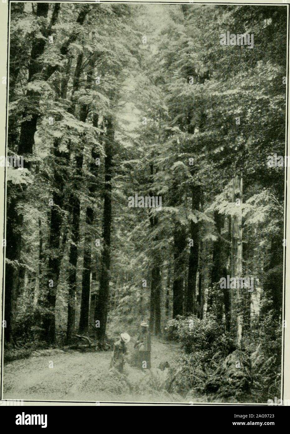 . Plantes de Nouvelle-Zélande. ent d'épaisseur uniforme et inchangeable hue. Perhapsthe forêt de hêtres est plus belle lorsque ses profondeurs sont illuminatedby les rayons de soleil. Il arrive souvent à Canterbury, au cours d'un coup de vent du nord-ouest,que juste avant la tombée du soleil tombe au-dessous de l'heavycurtain de nuages dans le ciel clair du passage ci-dessous, et il atevening est lumière. Comme le niveau de route sont jetés dans therecesses de quelque sombre ravin de Bush dans le pied-hills,la vue est l'un d'être rappelé pour une vie. Thoughquite naturel, il me semble, de la vivacité de son spectaculareffects, pas naturel. Le gia Banque D'Images