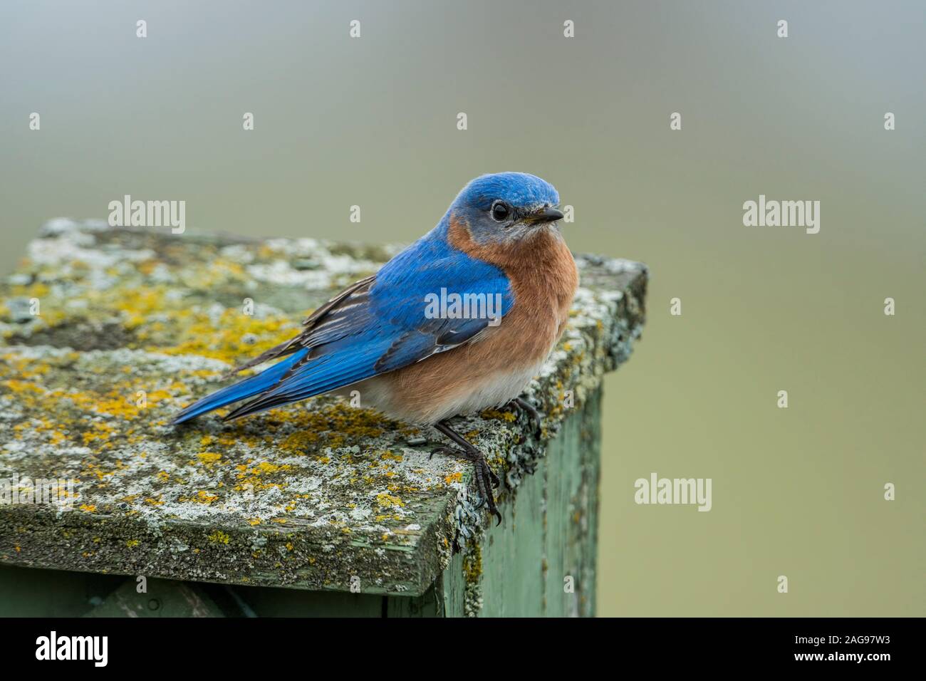 Pâques mâle Blue Bird Banque D'Images
