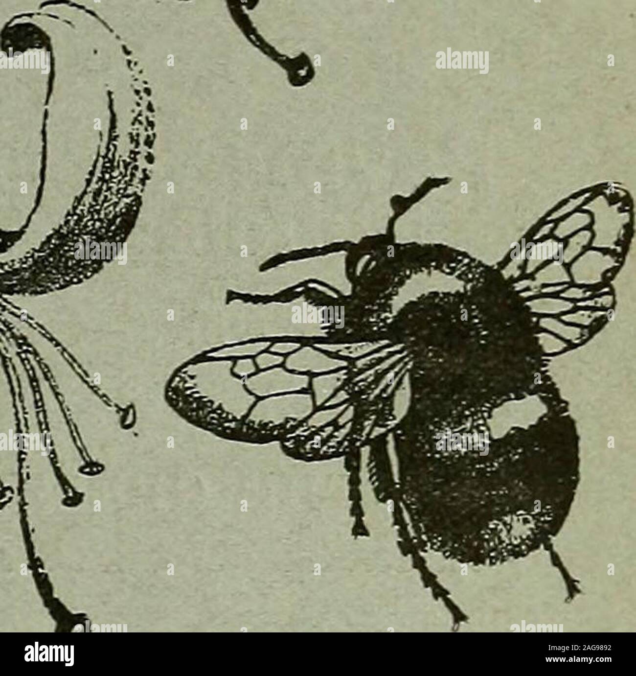 . L'entomologiste du dossier et du journal officiel de variation. Les Entomologistes ET ENREGISTREMENT DE VARIATION JOURNAL édité par J. W. TUTT, F.E.S. Aidé par BEAEE HUDSON T., b.sc, f.e.s., f.e.s.e.M. BUER, B.A., F.Z.S., r.i.s., f.e.s. T. A. CHAPMAN, m.d., f.z.s., f.e.s.JAS. E. COLLIN, F.E.S. H. St J.K.DONISTHORPE f.z.s. f.e.s. Loth, février 1906. Price SIXPENCE (net). (Avec la plaque.) Abonnement pour compléter le volume, publiez gratuitement (y compris tous les numéros doubles, etc.)sept shillings, POUR ÊTRE TRANSMIS À J. HERBERT TUTT, 119, Westcombe Hill, Blackheath, LondoNj S.E. Banque D'Images