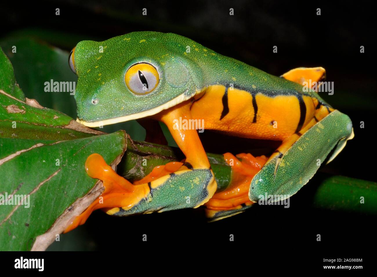 Tiger-striped leaf frog (Phyllomedusa tomopterna), Costa Rica Banque D'Images
