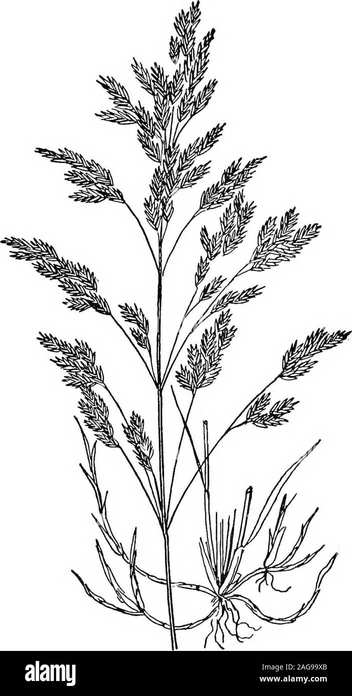 . Les herbes de la ferme des États-Unis ; un traité pratique sur l'herbe, à l'ensemencement des cultures et la gestion des prairies et pâturages, la description des meilleures variétés, les semences et de ses impuretés, des herbes pour des conditions spéciales, etc., etc. r sentait l'herbe du Kentucky. Ou entendu parler de sa couleur bleue ?semble comme si tout le blâme d'éclater de worldWas avec nouveauté. Les gens du ciel et tous les smiles-aimable ! Vous êtes luckyIf vous passez une journée dans JuneDown in old Kentucky. - Alfred Munson. Lire TJ-GRASS (herbe, Kentuckj Juin blue-grass),•*-* J Fig. 18, est la norme de l'herbe en pâturage pays thetelSi - du moins, en t Banque D'Images . Les herbes de la ferme des États-Unis ; un traité pratique sur l'herbe, à l'ensemencement des cultures et la gestion des prairies et pâturages, la description des meilleures variétés, les semences et de ses impuretés, des herbes pour des conditions spéciales, etc., etc. r sentait l'herbe du Kentucky. Ou entendu parler de sa couleur bleue ?semble comme si tout le blâme d'éclater de worldWas avec nouveauté. Les gens du ciel et tous les smiles-aimable ! Vous êtes luckyIf vous passez une journée dans JuneDown in old Kentucky. - Alfred Munson. Lire TJ-GRASS (herbe, Kentuckj Juin blue-grass),•*-* J Fig. 18, est la norme de l'herbe en pâturage pays thetelSi - du moins, en t Banque D'Images