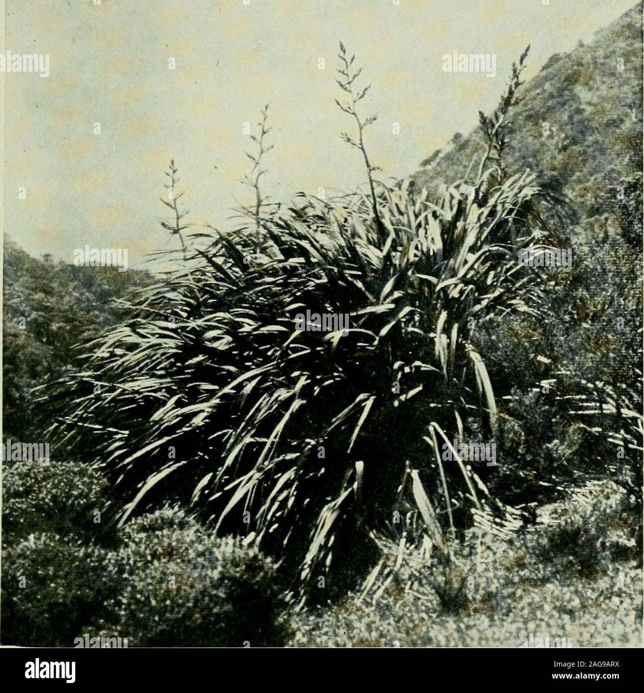 . Plantes de Nouvelle-Zélande. eteenth siècle. Dans le registre annuel de 1819, il wasstated que synthétiques réalisées à partir de l'PhoDnium beenexperimented avait dans le chantier naval de Portsmouth, et trouvé tostand le test. Les cordes ont été dit d'être forte, souple, andvery soyeux. Un nommé Tupai Maori s'est rendue en Angleterre dans le temps ofGeorge, IIL et fut amusé de voir une usine de lin une growingin pot sous verre. Il est dit avoir été cultivé en theopen par un Français du nom de Freycinet, en 1813, a grandi à un whenit hauteur de six pieds, et l'alésage d'un grand épi offlowers. Il semble également avoir été, un peu plus tard Banque D'Images