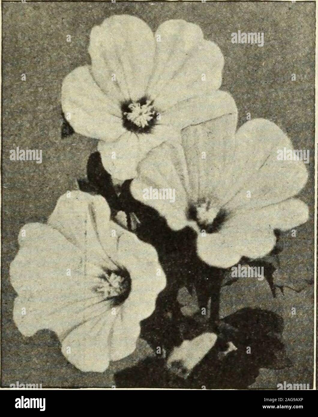 . Dreer 1913 livre du jardin avant d'avril. theclose produira des plantes à fleurs par le début de juillet, et donner à la succession d'acontinuous de fleurs puis jusqu'au gel, un recoid ce n'est pas sur-adoptée par toute autre assemblée. Ils font belle chambres ou des conduites et leur habitude gracieuse,libre et couleurs vives sont très efficaces lorsqu'intercalés dans l'ancienne frontière d'arbustes ou de fleurs. Ils se tiennent bien à la coupe, et d'un vase ou ofone couleurs mixtes est en effet charmant. Larkspurs {Pour Plante vivace voir le Delphinium, page 89.) Double StOck =fleuri. La plus belle variété avec de magnifiques épis de beau Banque D'Images