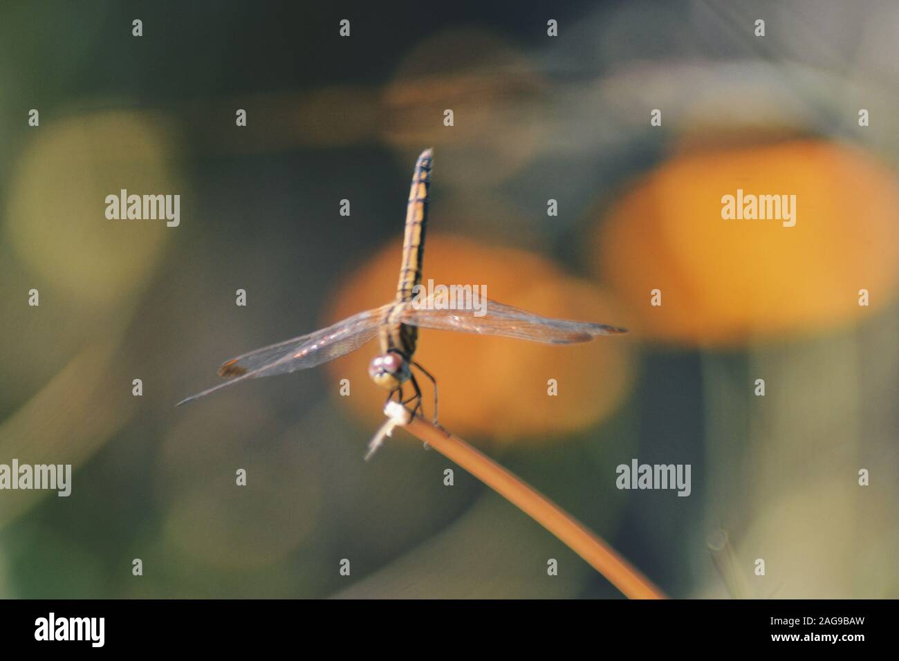 Gros plan sélectif d'une libellule sur une tige Banque D'Images