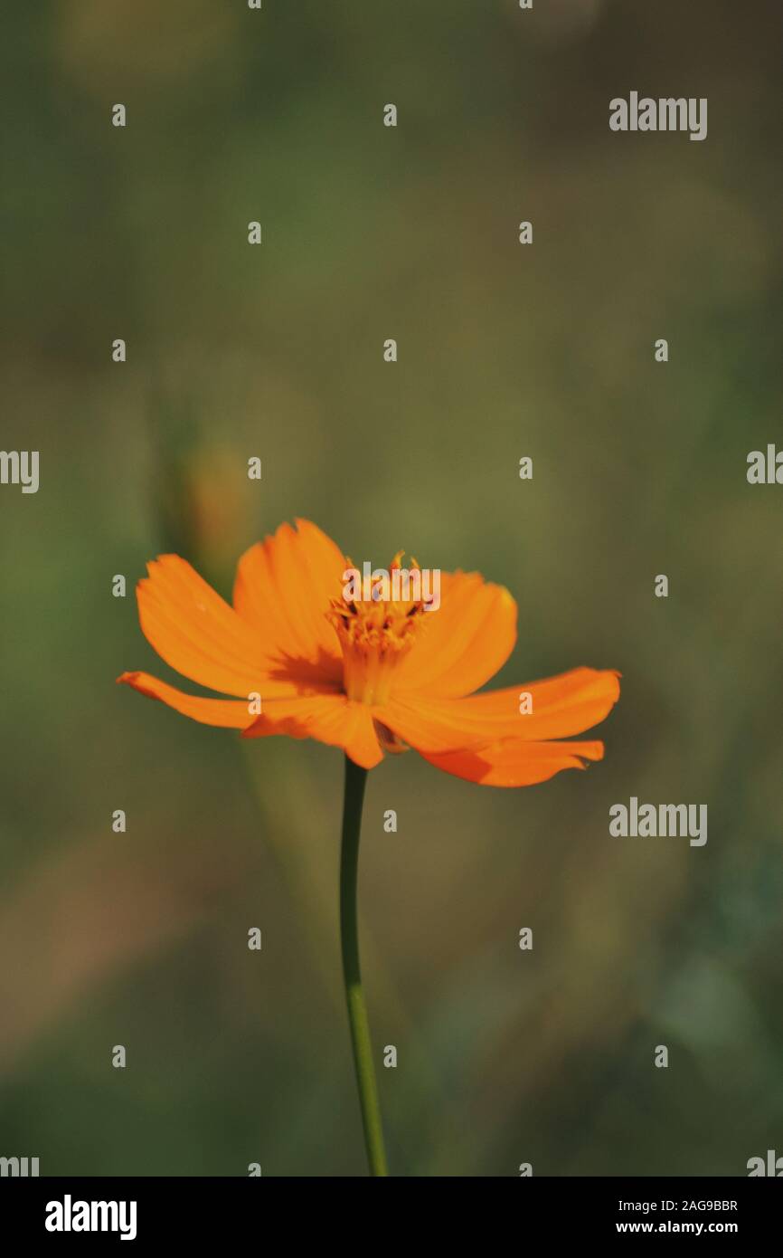 Mise au point sélective verticale d'un mignon Cosmos caudatus orange usine Banque D'Images