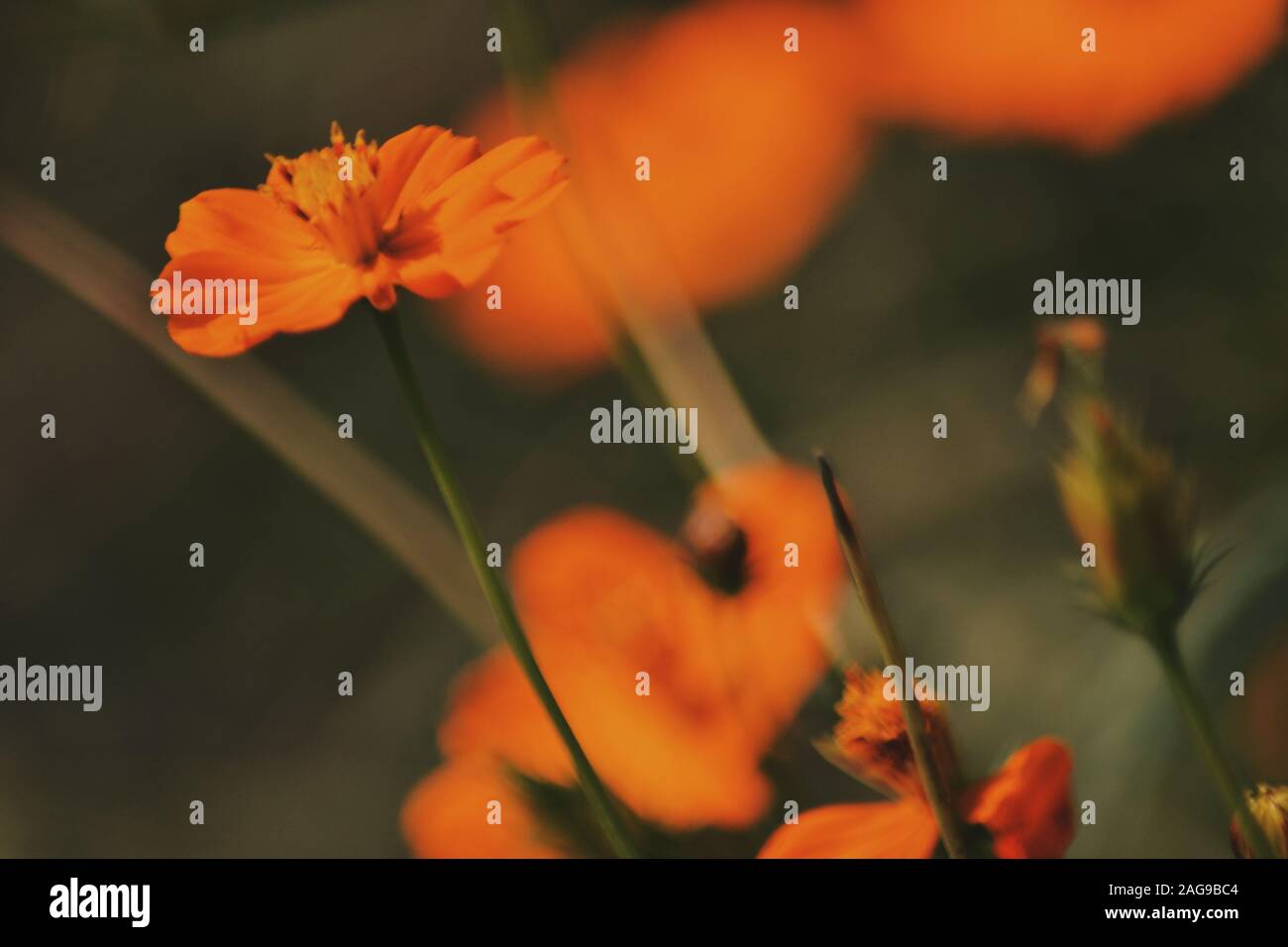 Mise au point sélective verticale d'un mignon Cosmos caudatus orange usine Banque D'Images