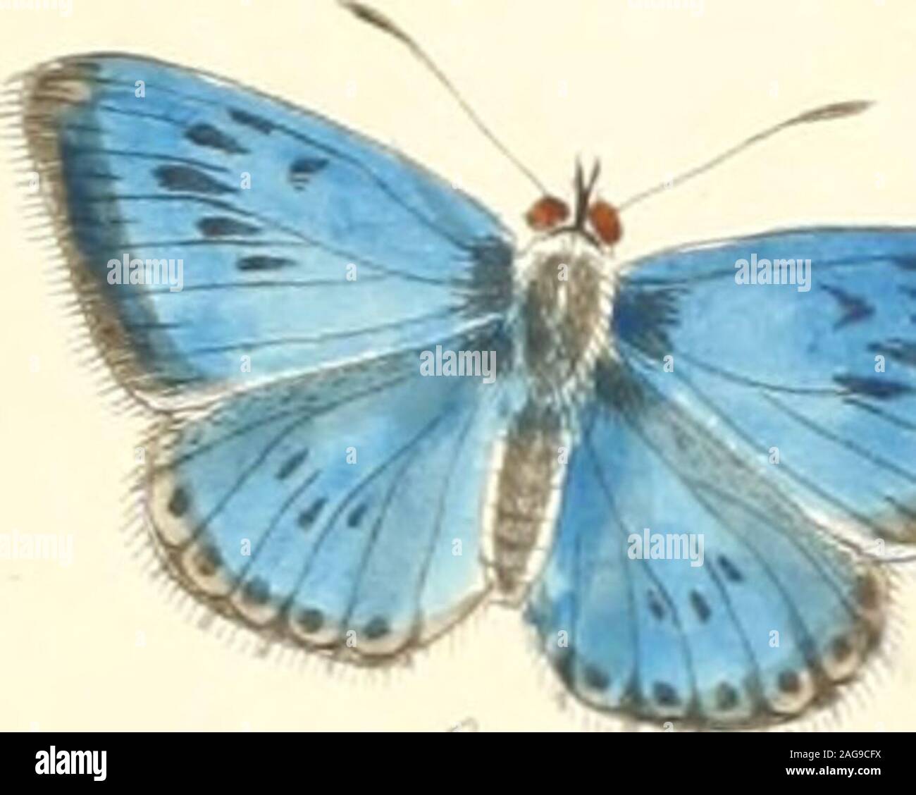 . L'papilios de Grande-bretagne : organisées systématiquement, gravé et peint avec précision, à partir de la nature avec l'histoire naturelle de chaque espèce .... defliis du mâle, fig. 4 : la femelle reprefentee eft, fig. 5 : onen voit le deffous, fig. 6. Tome I. U ( 78 ) GEiNUS I. LES PAPILLONS. SEC. VII. SP. XLIV. Grand Bleu. 3 ; PL. Arion. Linnaus. Cette fpecies de papillon est mais rarement rencontré en Angleterre. Il n'est pas thewing sur le milieu de juillet, sur des terres crayeuses dans différentes parties de ce roi-dom, ayant été prises sur Dover clifi^s, Marlborough Downs, les collines, nearBath et près de Clifden dans Buckingh Banque D'Images