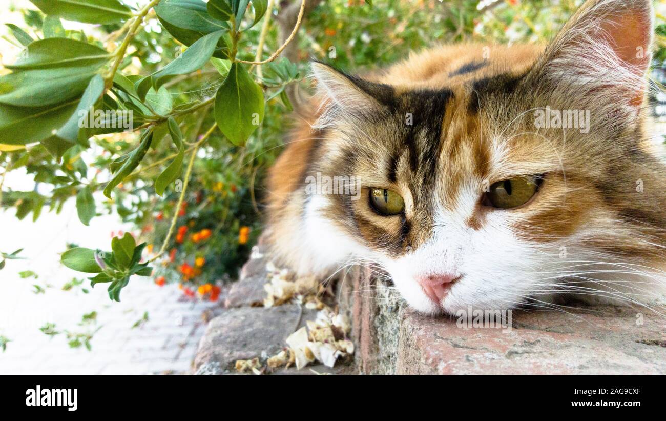 Portrait d'une longue fourrure chat calico, regardant ennuyeux avec le RCIP sur mur de jardin et certains derrière le feuillage. Banque D'Images