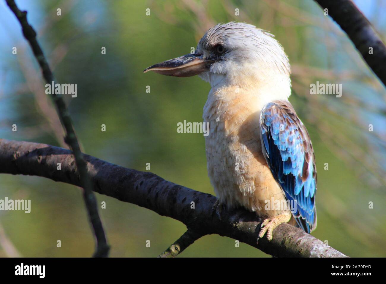 Gros plan d'un oiseau jacamar drôle qui perce sur un branche arborescente avec un arrière-plan flou Banque D'Images