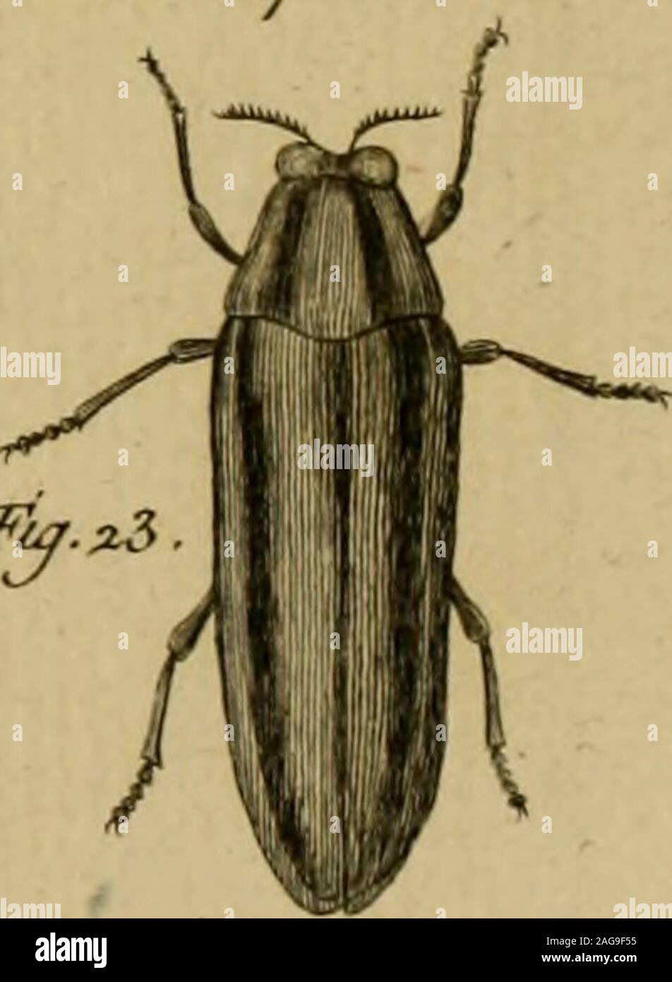 . Encyclopédie méthodique : Histoire naturelle. . 2 Ftû laùire 7 Hu faire //le, //ijea^ej. Jiirejrét 3enard Cicindele. 174 PI. Banque D'Images