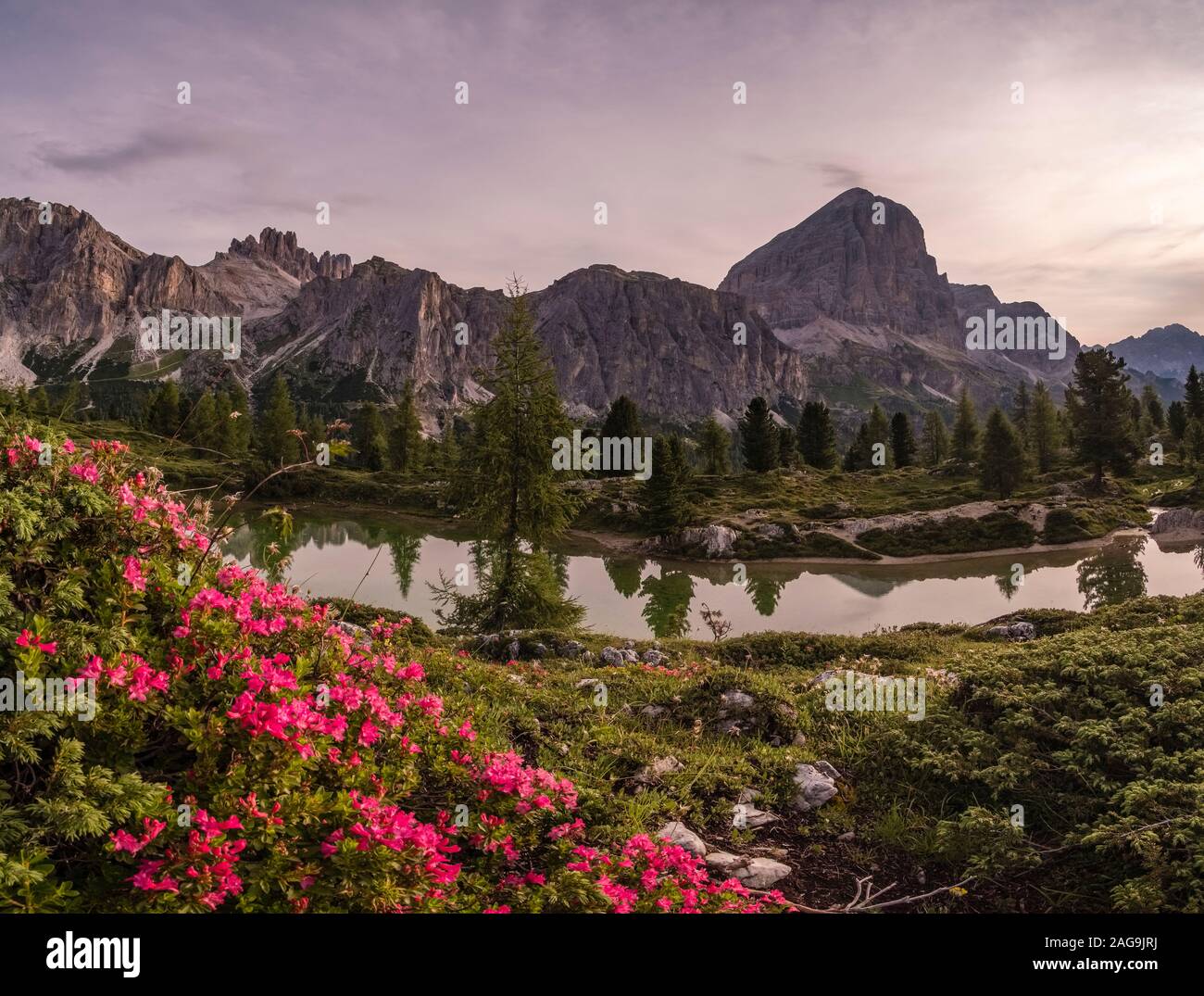 Vue sur le lac, Lago di Limides Limedes, sommet de la formation rocheuse dans la distance, Tofane roses alpines (Rhododendron ferrugineum) blooming Banque D'Images