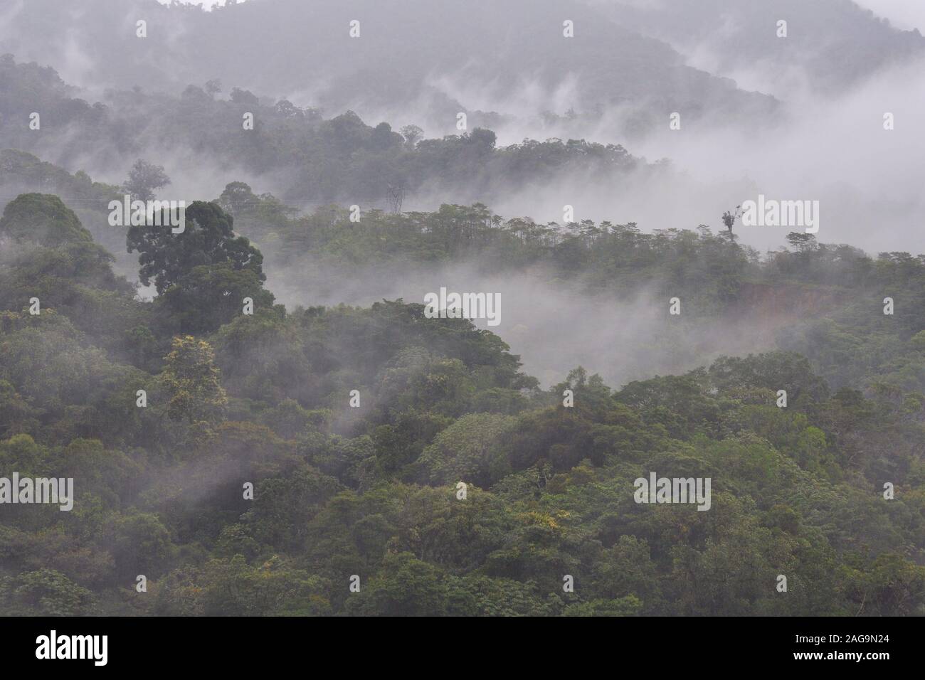 Costa Rica forêt nuageuse, près de Volcan Baru, Costa Rica. Banque D'Images