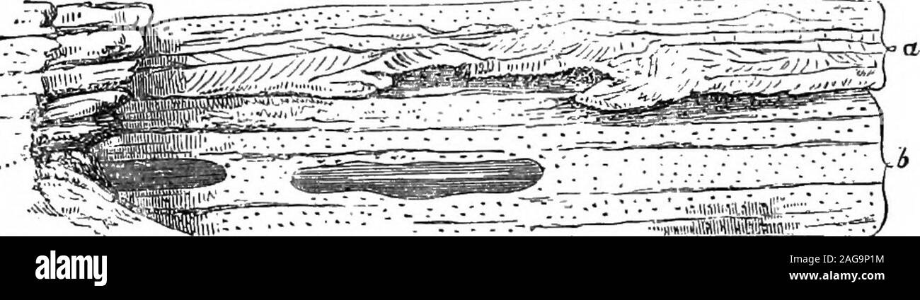 . Géologie de parties de Wiltshire et Gloucestershire, (fiche 34). irencester. Nous avons donc les argiles d'un district et occupant le poste de oolite inanother, et vice versd. Certains des dalles bleuâtre de la forêt en acurious actuelle collection de fossiles fragmentaires, dans laquelle nous shellsof Mollusca, plaques et épines de Echini, tiges d'Pentacrini,et des fragments de plantes éparpillés sur la surface de la dalle.couches de ce type seront trouvés dans les carrières à BickersBarn et West London près de Corsham, la folie l'ofTetbury, dans les carrières autour de Shipton Moyne, à DudleyHouse sw Banque D'Images