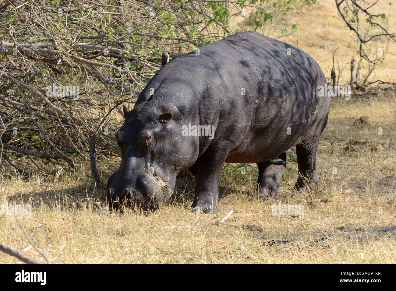 Pâturage d'hippopotame marques montrant des dommages à la peau du parc national de Moremi Game Reserve Afrique Botswana Banque D'Images