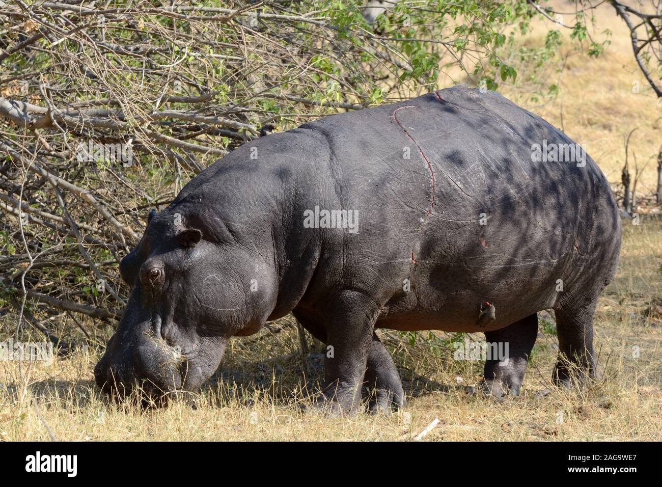 Pâturage d'hippopotame marques montrant des dommages à la peau du parc national de Moremi Game Reserve Afrique Botswana Banque D'Images