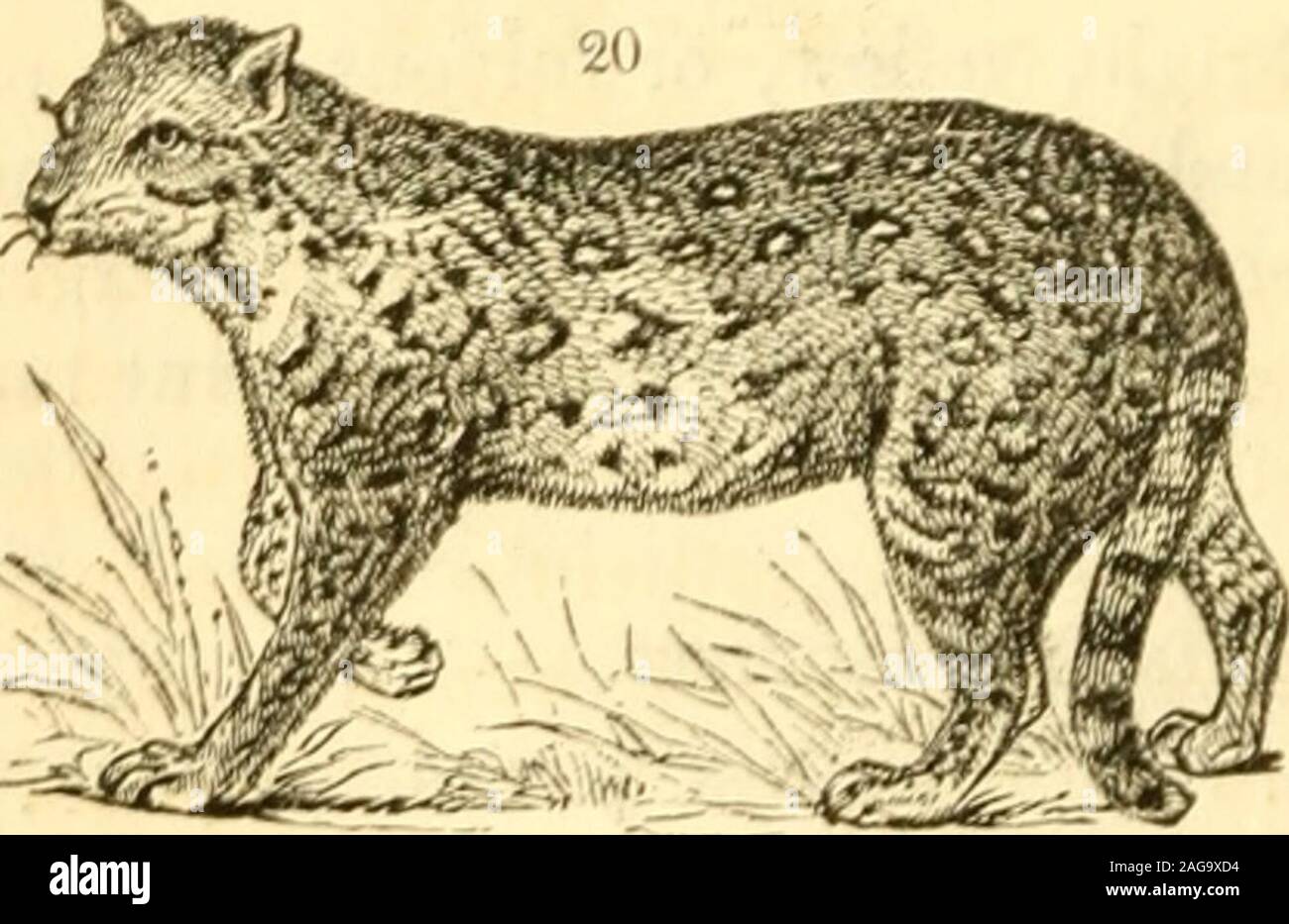 . Animaux en ménageries. ers, arrière, sur le côté,le croupion, et les jambons, ont de longues traînées en chaîne de couleur brun-noir et mélangés. Le ventre et throathave des traînées noires ; et la queue a blackrings imparfaite. Le Jiiati Tjger-Cat (. Felis Wiedii, .Sc/"/ir/. , Jozsef Csati F. Cuvier. (Fig. 20), si, comme Cuvier] sup&gt;os, l'espèce de chat-tigre, appelé par son frère, theChati asthat est la même byPrince ofXeuwied découvert Maximilian, au Brésil,et nommé, dans hishonor, par Sching,ce nom devrait,sans être re-doubl, maintenu ; toutefois pas havinj*. le moyen d'establishingthis l'identité supposé, nous Banque D'Images