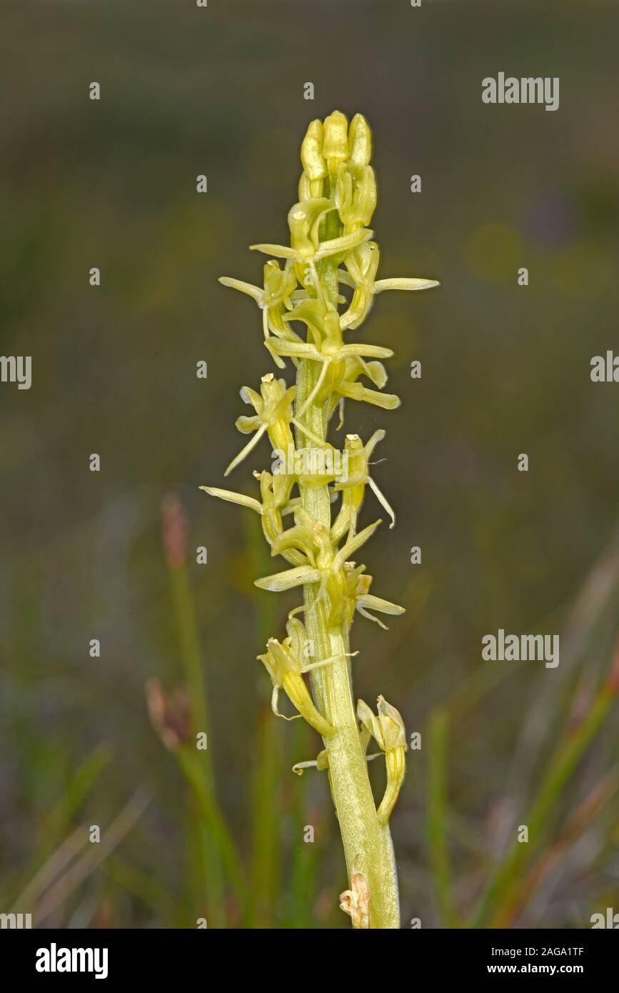 Orchidée Liparis loeselii (fen) gros plan de fleurs, de Kenfig, au Pays de Galles, juin Banque D'Images