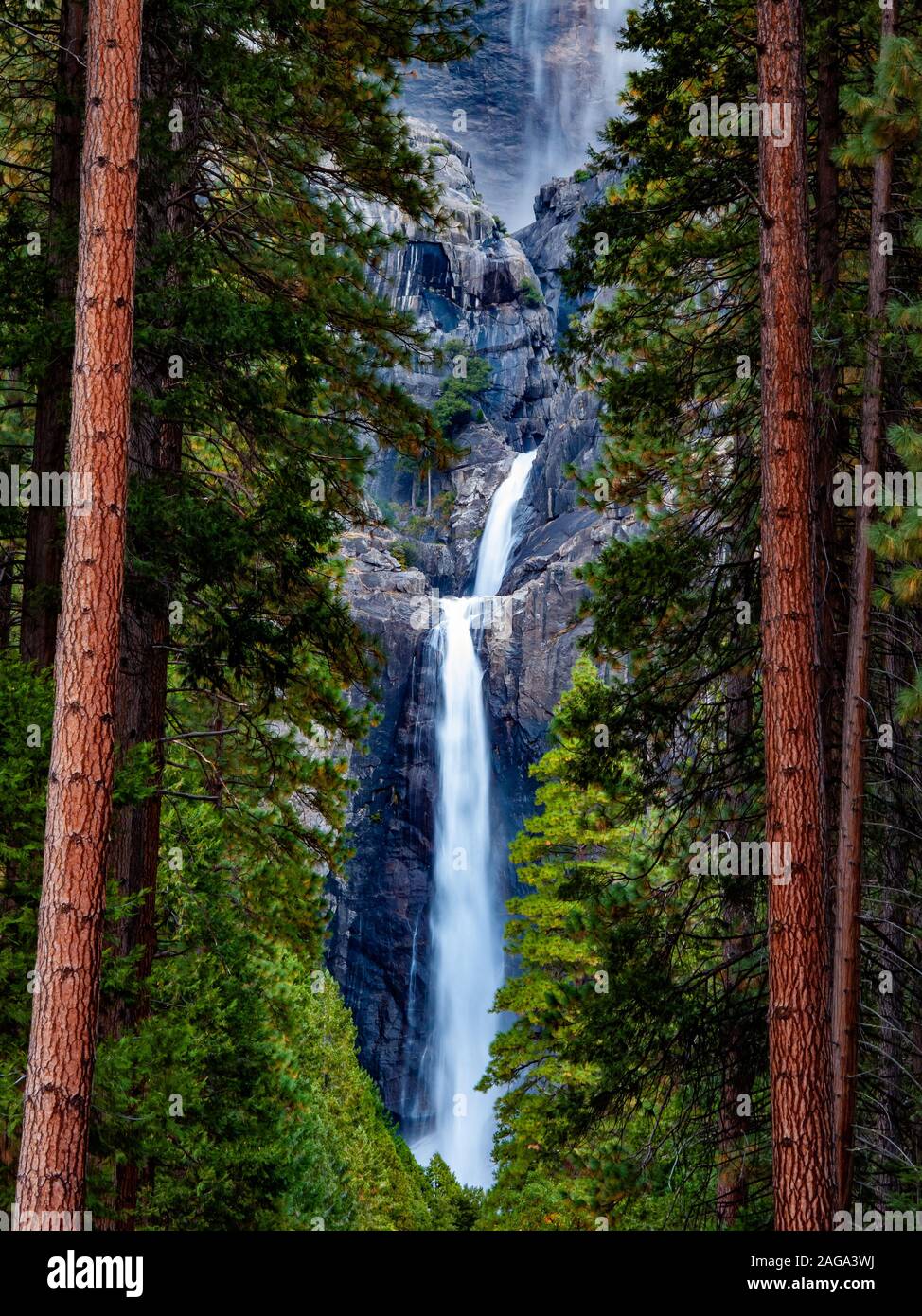 Avec la chute d'arbres dans le parc de Yosemite Banque D'Images