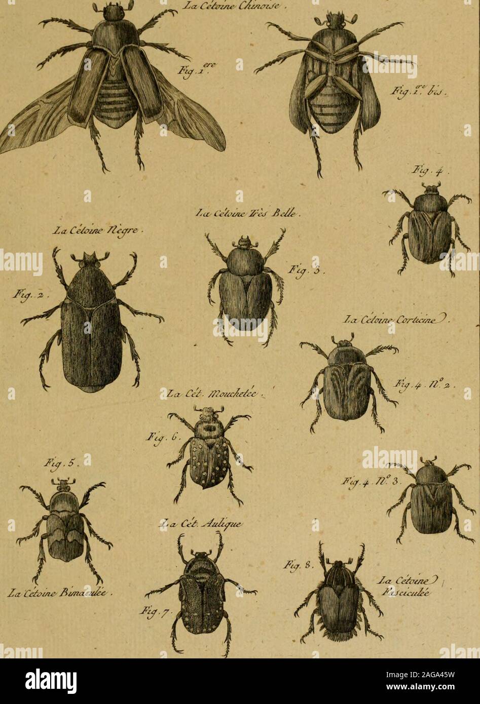 Encyclopedie Methodique Histoire Naturelle Hisloi C 7clez 7 Ijeci Eue J J B Lt Tar J Irirxze Ceunne Ta Cetoine Raz J Ije Pl J58 Iiimaai Ccafm Za Hijtoi Auircue J7e G Ue Cj Ji E Iizrt Ircjcit C C