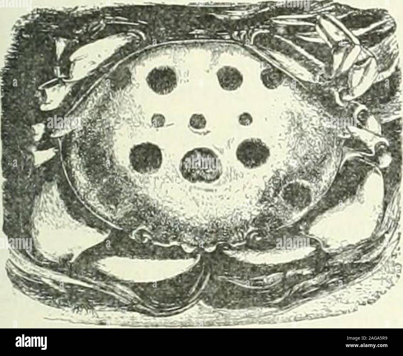 . Diccionario enciclopedico hispano-americano de literatura, siencias y artes. Edicion profusamente ilustrada con miles de pequeños grabados intercalados en el texto y tirados aparte que reproducen las las diferentes especies de los reinos animal, végétal y minéral ; los motores y intrumentos aplicados recientemente á las Ciencias, agricultura, artes é industrias ; planos de de ciudades ; mapas geográficos ; monedas y medallas de todos los tiempos, etc., etc., etc. un lila del 38047 con bis 1 . las 4. lo huesos de la segundalila con el. c.-à-d'arpo, 3 las de las dos lilas en- je le sí. (C CARPILIO Banque D'Images