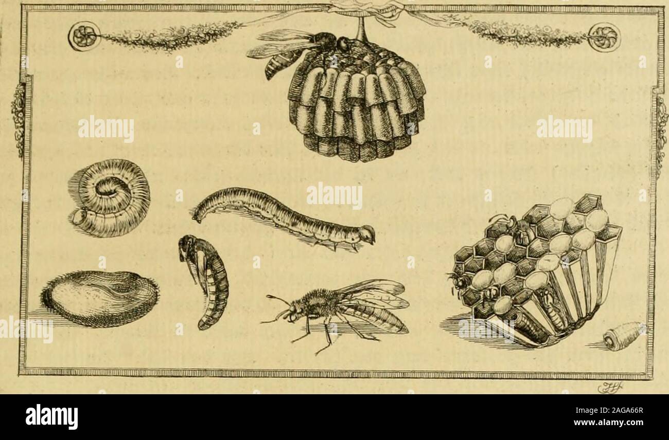 . Le Dr Sulzers Abgekürtze Geschichte der Insecten nach dem Linaeischen Système. £)ie SHafffc tifel ein 3t-fyiuttgm Slugeltt tllit tn : ober "Stecher. Les hyménoptères. En tant que Mi-cmf en kantige ^tügel vier;2&gt;tc 23etöcfKtt Jrlymin einen 6tadjel, Ijeifit Setitffö enos, auf ein €äutdjen SDtembrane ober, Minne, faff turd)"jicfjtfg, wie Pergament. ^nfeften Sie Flügel ber/ wetefte orfommen klaffe tiefer dans "befeftaffett,ftnb fo/ ja m'noefy&r, ETP $n$ nui|fen$ fo burcl)jld)tig/ $$ / rauenei wie &0# oft auef) gefärbt/ wolle l&155;trüb cnn. ausfegen Nfeftett Älaffe 3Sie tiefer ^aßeit wiebie « orfjergcljenbe, rel Banque D'Images