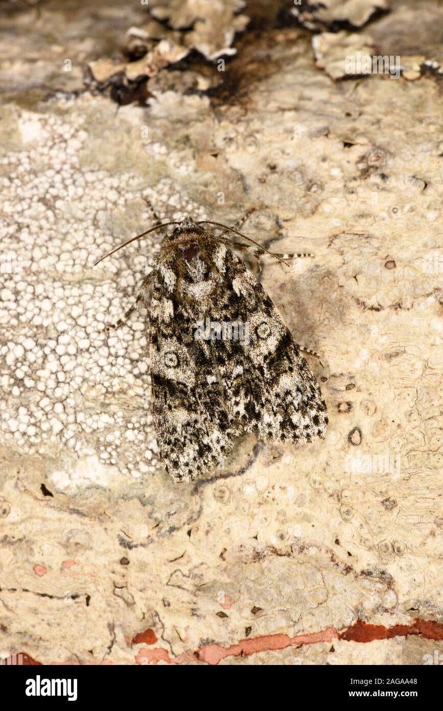 Noeud papillon d'herbe (Acronicta rumicis) au repos sur tronc d'arbre, camouflé, Pays de Galles, juillet Banque D'Images