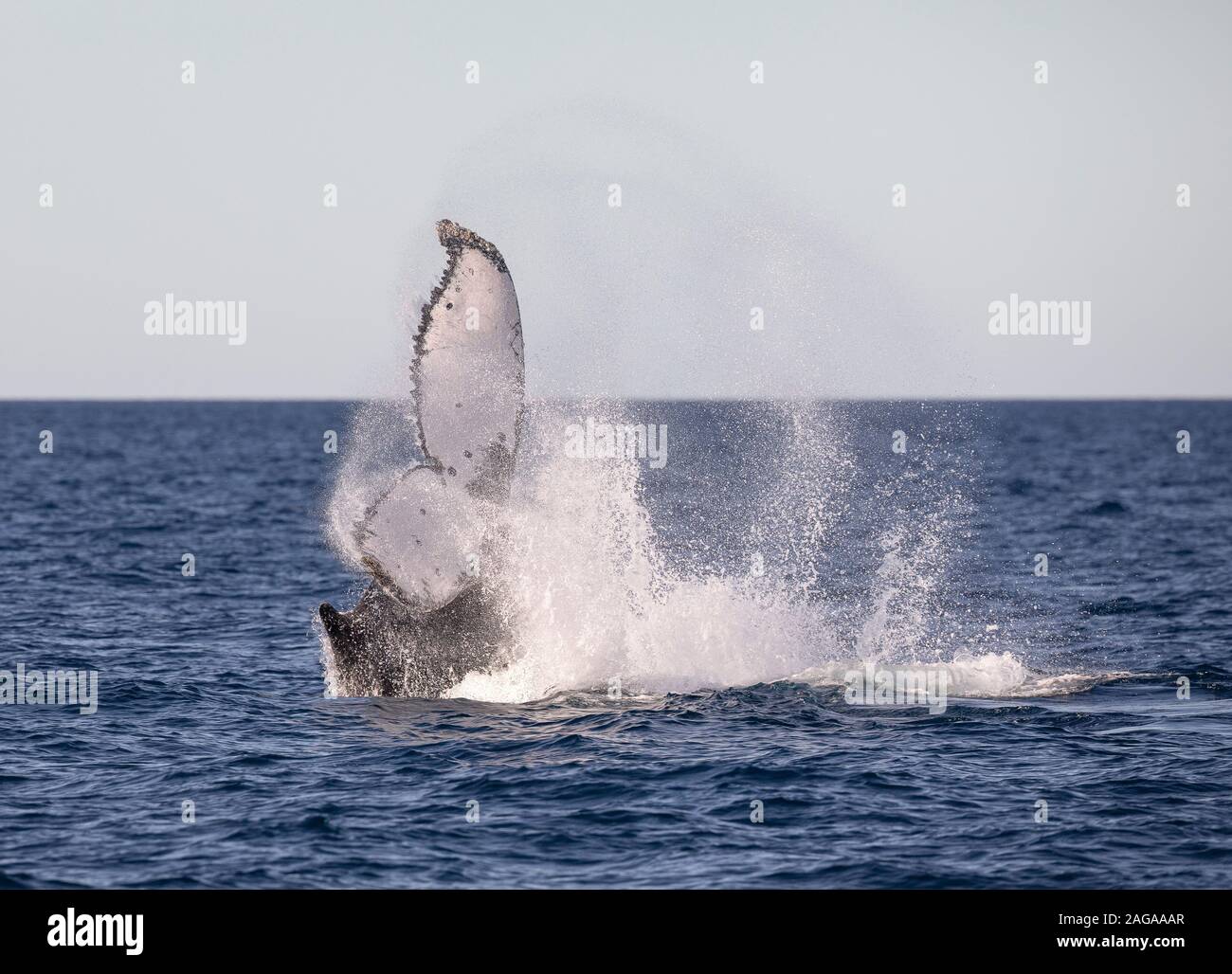 Baleine à bosse près de gifler fluke Fraser Island, au large de Hervey Bay, Queensland, Australie Banque D'Images