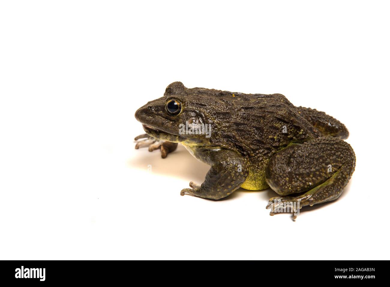 Close up of Frog isolé sur fond blanc Banque D'Images