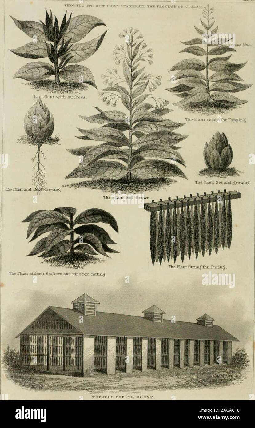 . Faits pour les agriculteurs ; aussi pour le cercle de famille. Un compost de matériaux riches pour tous les propriétaires des terres, sur les animaux domestiques et de l'économie domestique ; les bâtiments de ferme ; les jardins, orchidées, et les vignes ; et toutes les cultures agricoles, des outils, des clôtures, fertilisation, drainage, et l'irrigation. ure, il est précieux, parce qu'il illustre de façon beautifullywhat nous avons dit dans la section traitant de cette question. Herehe va voir l'usine de l'ensemble de ses différents stades de croissance, de thesmall tas de feuilles quand pris à partir de la pépinière de l'perfectplant au début de bud et prêt au début, après quoi il beginto thr Banque D'Images