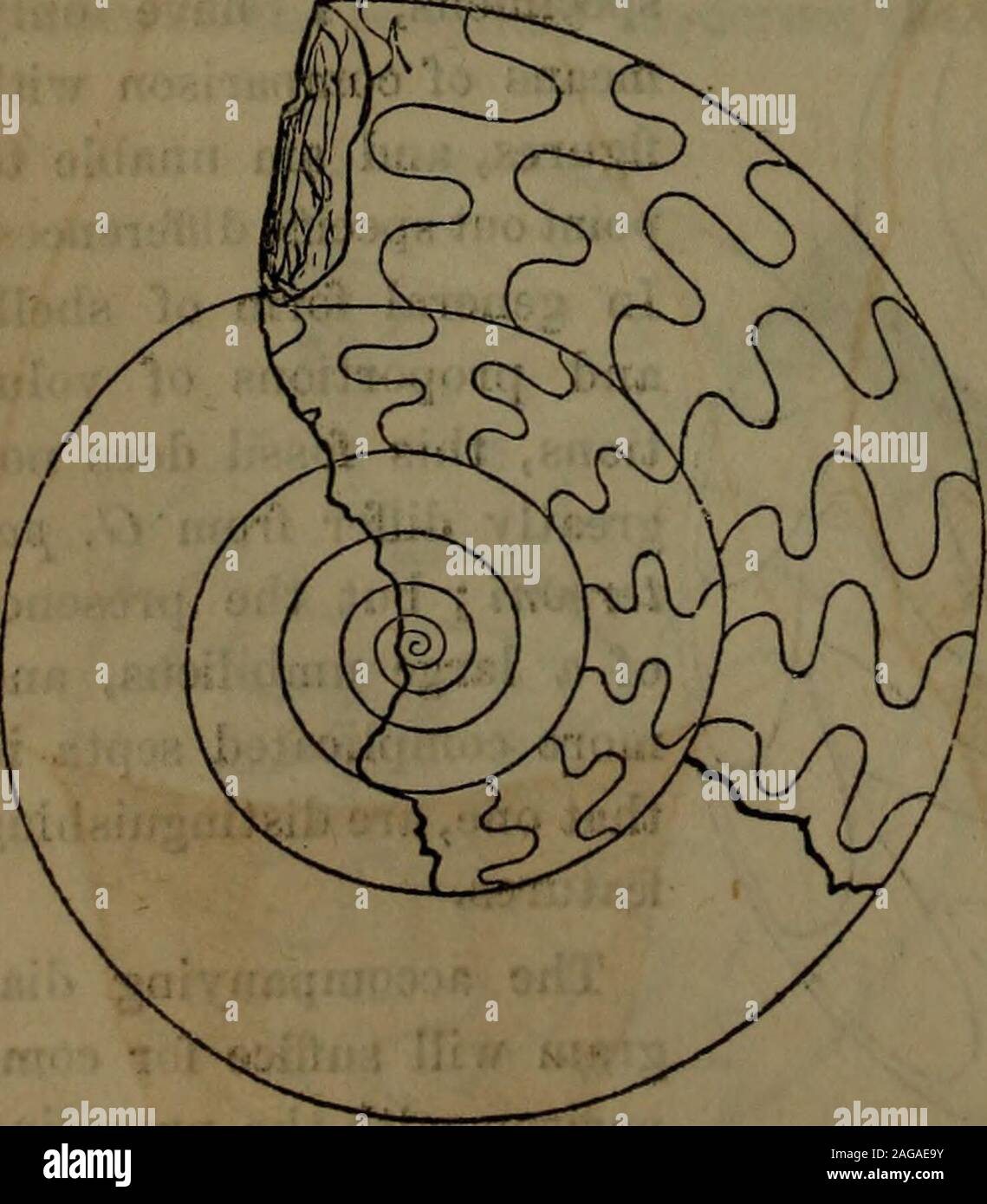 . Rapport annuel de l'université de l'état de New York sur l'état de l'État Cabinet d'Histoire Naturelle et de l'historique et la collection de livres anciens annexés. tened latéralement, androunded sur le dos ; ombilic très étendue et peu profonde, montrant deux-thirdsor les trois quarts de la largeur de chaque révolution, une très petite partie seulement beingembraced dans chaque un. Siphuncle très faible. Narrowand lobe dorsal, aiguë atteignant environ aussi bas que la première nageoire dorsale ; lobes latéraux elon selle-gate, plus large que les lobes latéraux dorso-latérale ou dorso- ; selle loben latéral Banque D'Images