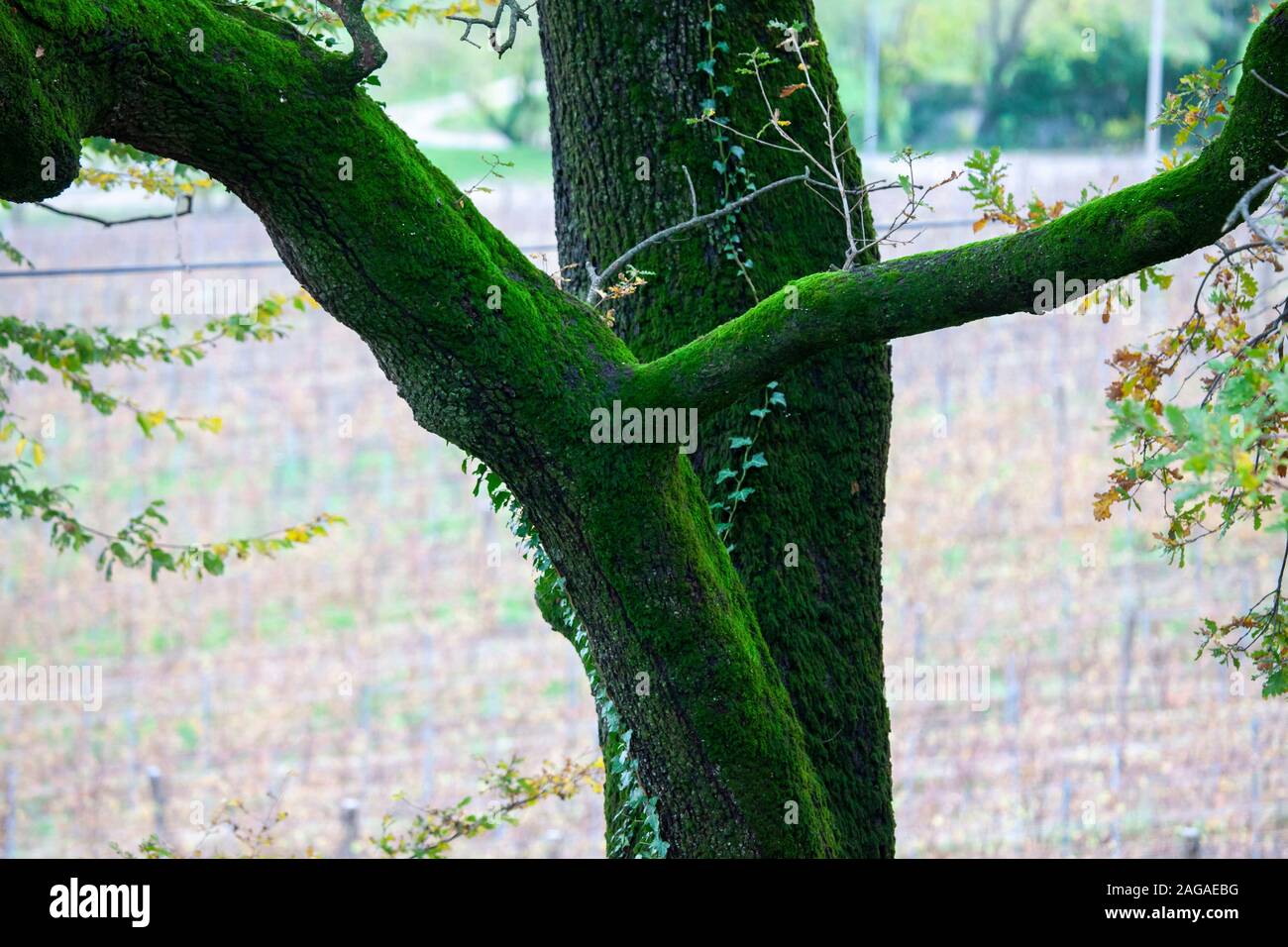 Les troncs de chêne envahi par la mousse à l'arrière-plan de vigne floue Banque D'Images