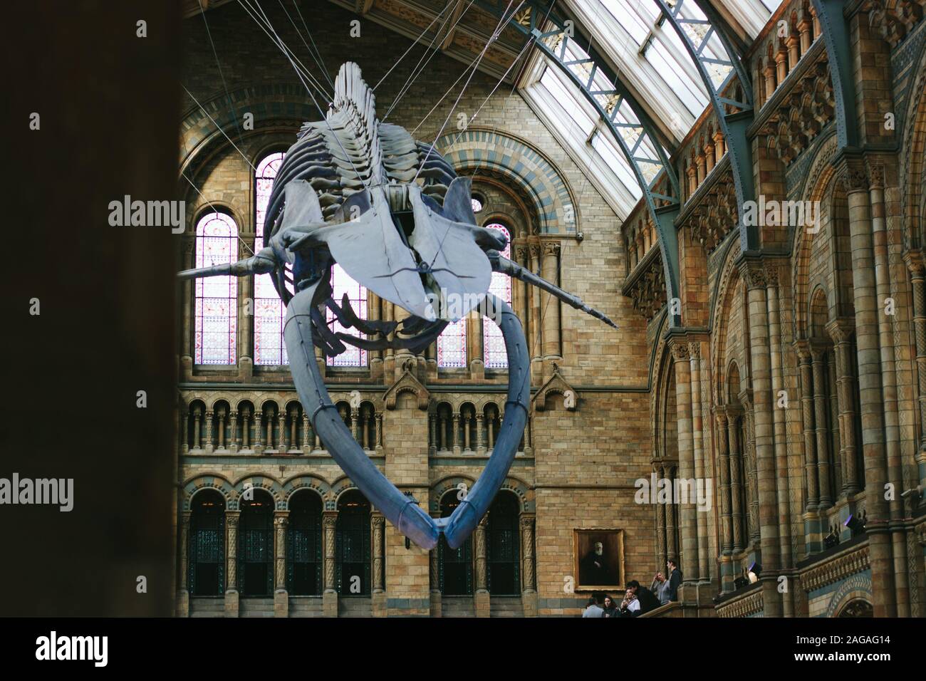 Londres, Royaume-Uni - Nov 04, 2017 : un low angle shot d'un fossile pendu en l'air au Musée d'Histoire Naturelle de Londres Banque D'Images