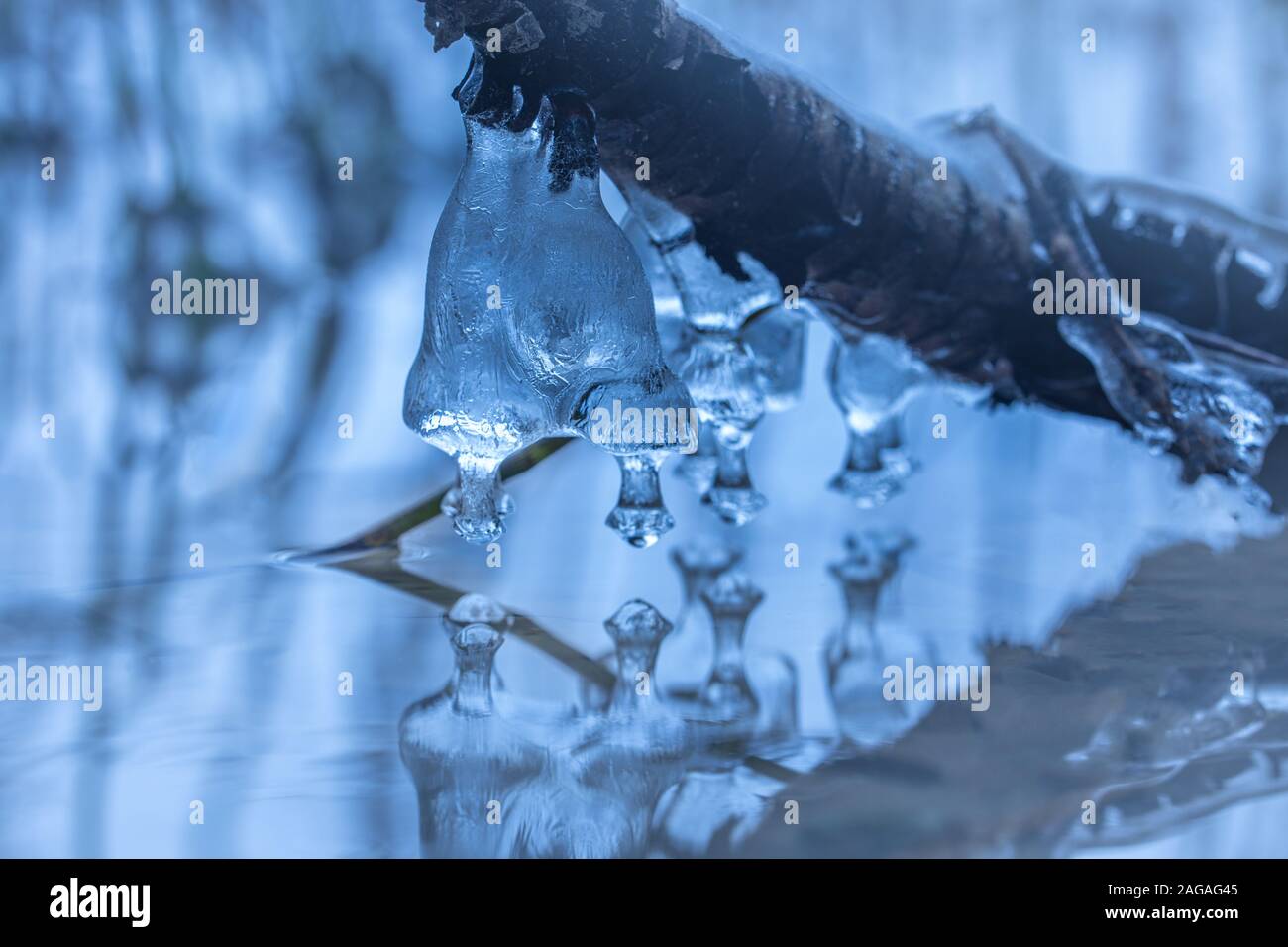 Formations Icicle sur une branche d'un arbre sur le lac Banque D'Images