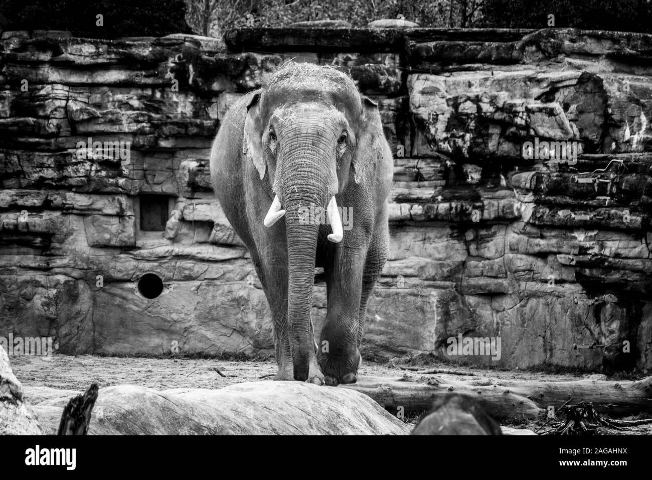 Photo en niveaux de gris d'un joli éléphant en train de se promener le milieu d'une forêt Banque D'Images