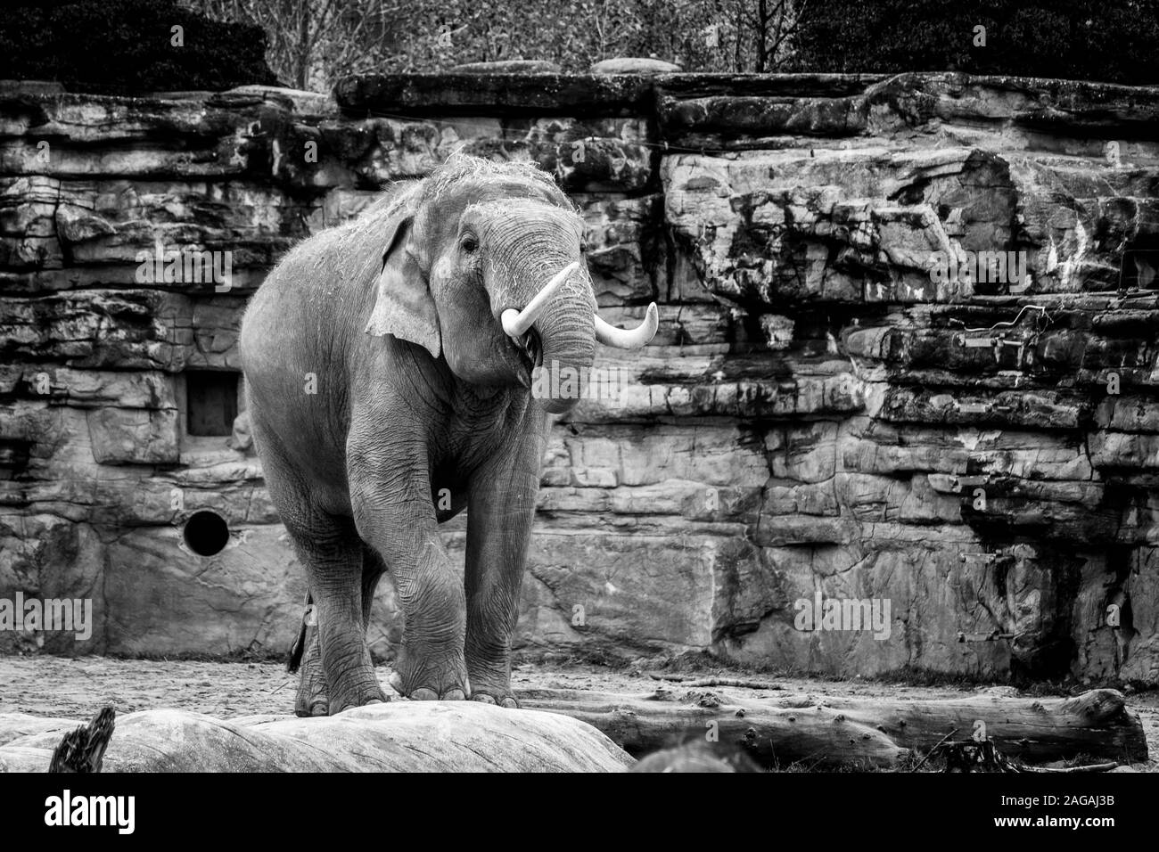 Photo en niveaux de gris d'un joli éléphant en train de se promener le milieu d'une forêt Banque D'Images